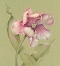 Tulip Epacket - Colored Pencils