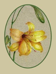 FREE! Yellow Day Lily Colored Pencil  Tutorial