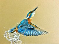 Kingfisher Colored Pencils Tutorial