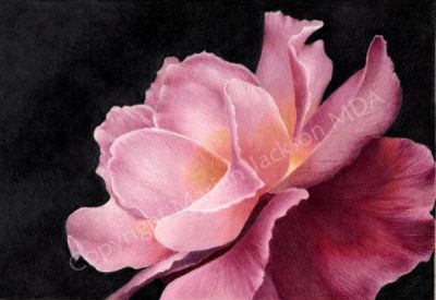 Soft Pink Rose Tutorial