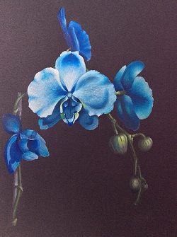 "Blue Orchids Abbreviated" Video Class